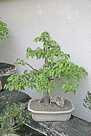 Bonzai - carpinus betulus2.jpg