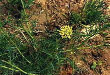 Boopis anthemoides, Calyceraceae (8640786708) .jpg