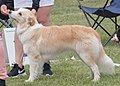 Border Collie, show line, fawn & white