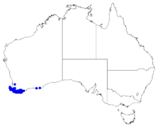 Boronia stricta DistMap115.png