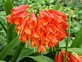 angebl Clivia