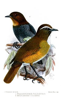 <span class="mw-page-title-main">White-browed jungle flycatcher</span> Species of bird