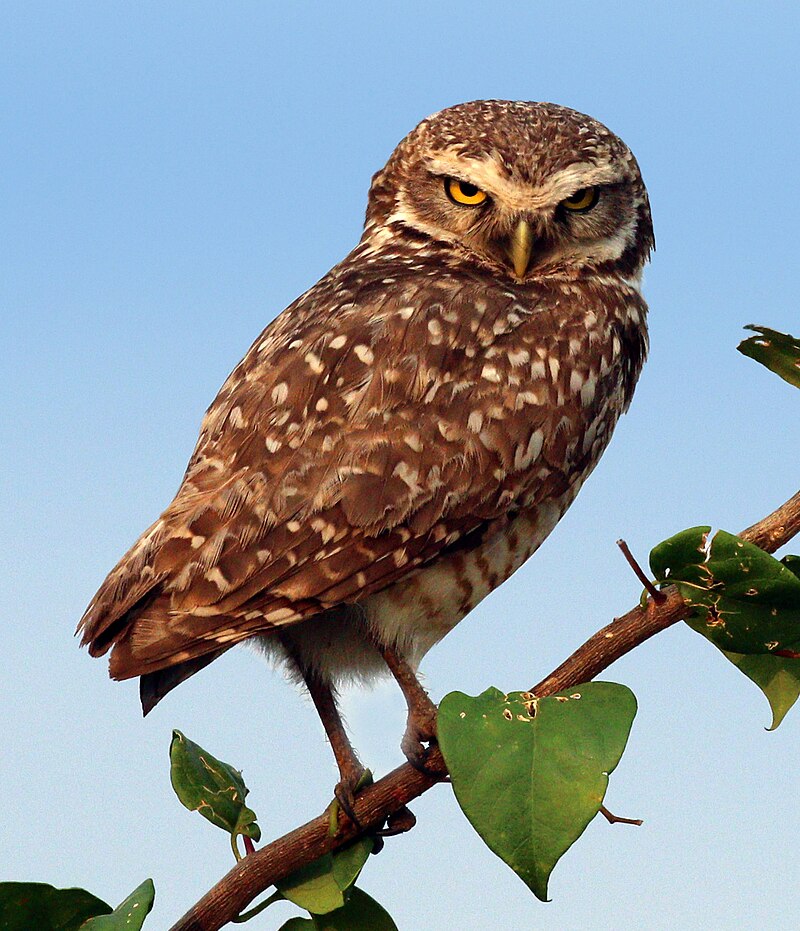 Brazilian burrowing owl (Athene cunicularia grallaria).jpg