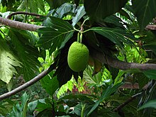 Breadfruit tree