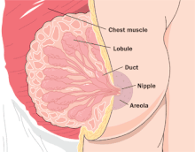 When the baby suckles their mother's breast, a hormone called oxytocin compels the milk to flow from the alveoli (lobules), through the ducts (milk canals), into the sacs (milk pools) behind the areola, and then into the baby's mouth. Breast-Diagram.gif