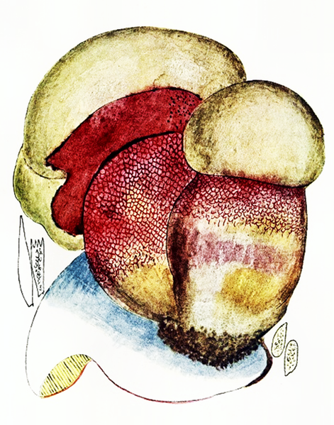 File:Bresadola-Boletus Satanas.png