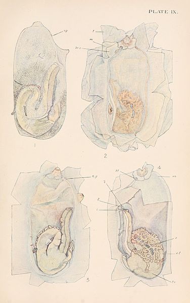 File:BritishTunicataPlate9.jpg