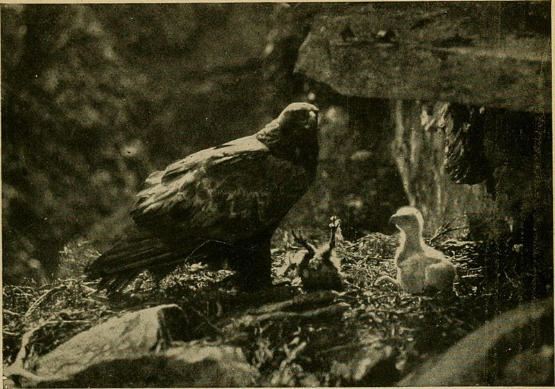 File:British birds (1920) (14749420064).jpg