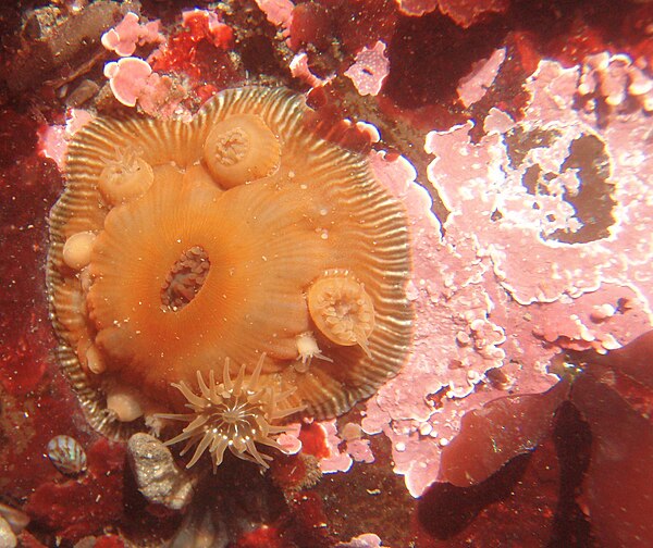 Brooding anemone (Epiactis prolifera) with developing young