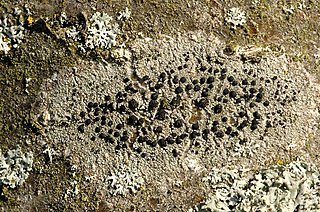 <i>Buellia disciformis</i> Species of lichen in the family Caliciaceae