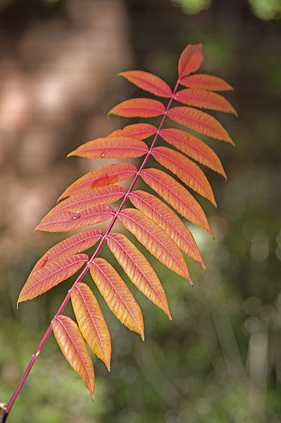 File:Bulgarian Flora by Katya(10671867944).jpg