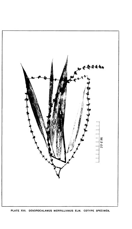Dendrocalamus merrillianus