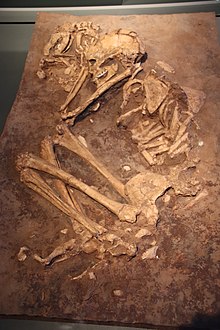 Fotografia de um esqueleto feminino em posição flexionada, com um esqueleto de cachorro ao lado.