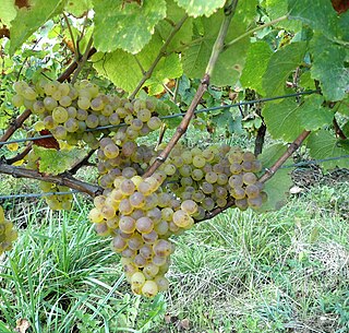 <span class="mw-page-title-main">Savagnin</span> Variety of grape