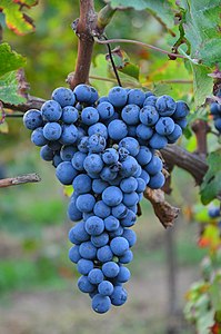 CABERNETS.wiki1.JPG