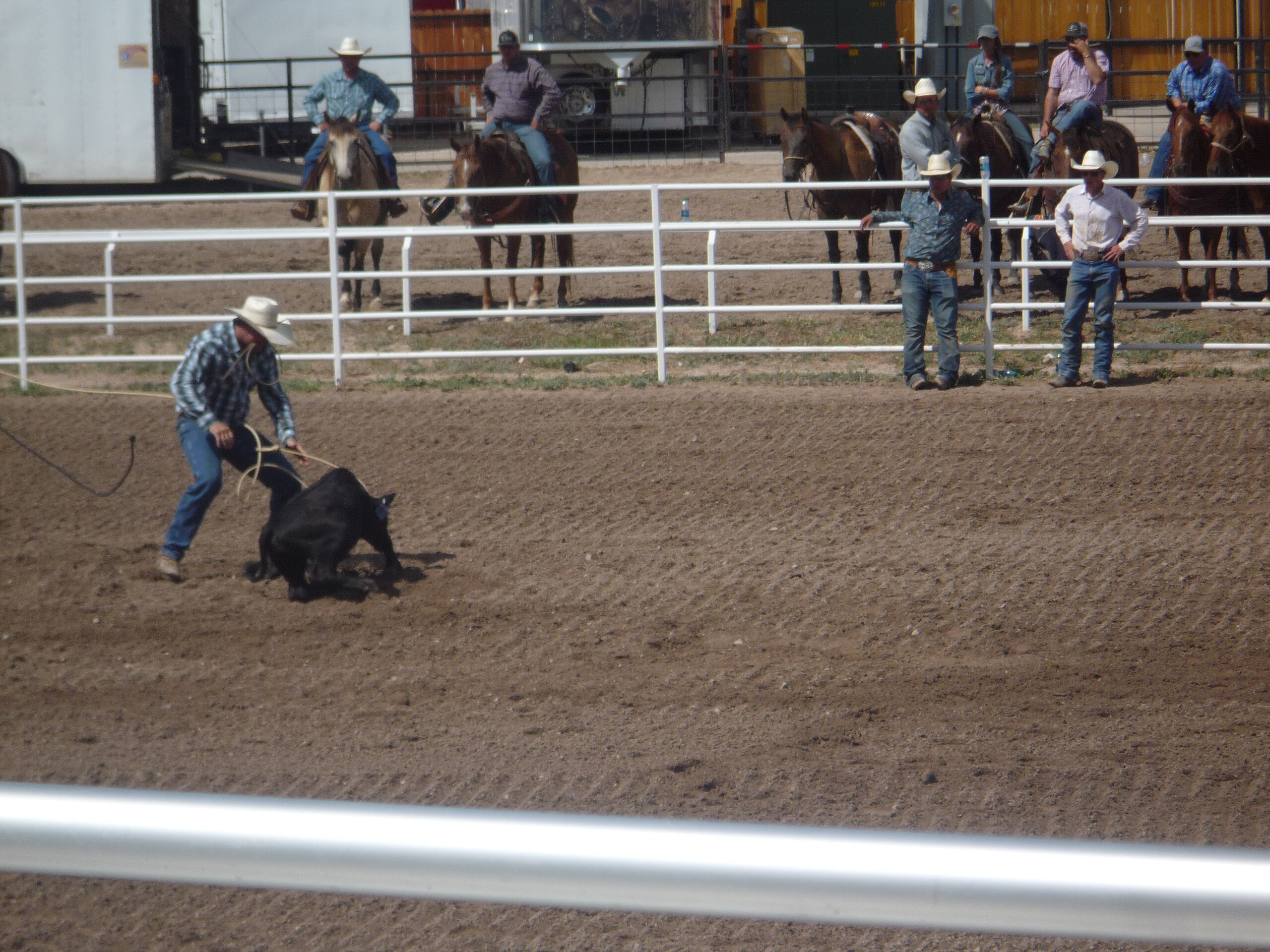 File Cfd Tie Down Roping Dean Geeson Jpg Wikimedia Commons