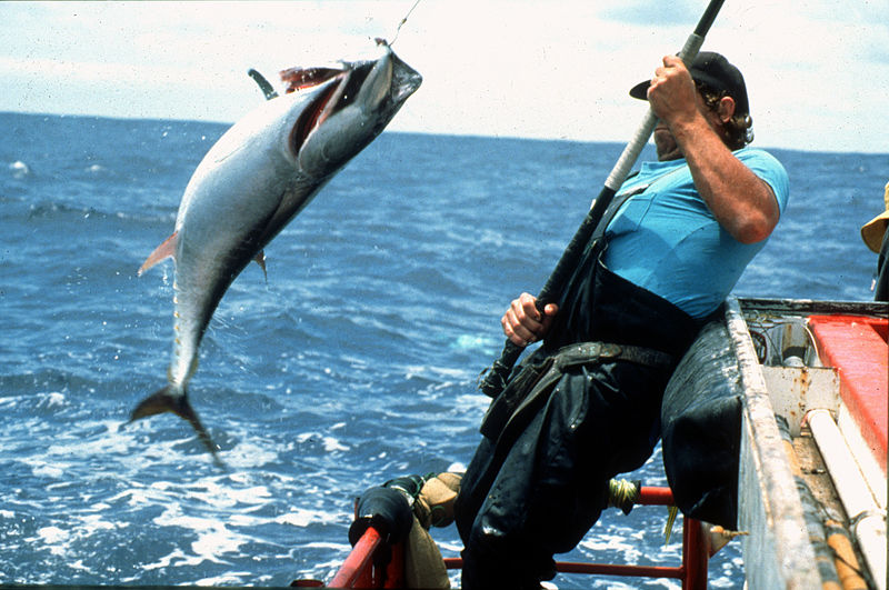 File:CSIRO ScienceImage 2323 Tagging Bluefin Tuna.jpg
