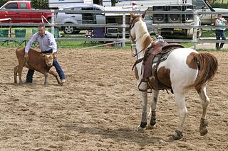 <span class="mw-page-title-main">Calf roping</span> Rodeo event