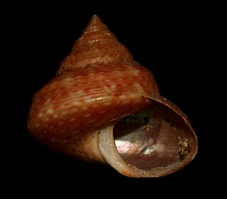 Calliostoma consors