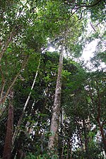 Vignette pour Calophylle du Brésil