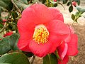 Camellia japonica