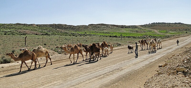 File:Camels in Dana Reserve 01.jpg