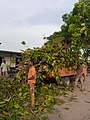 Camionnette ramassant des feuilles à Cotonou.jpg