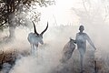 Campamento de ganado de la tribu Mundari, Terekeka, Sudán del Sur, 2024-01-27, DD 04