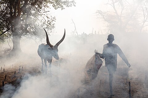 Watusi cow and a boy within the smoke of burning cow dong in a cattle camp of the Mundari tribe, Terekeka, South Sudan.