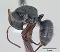 Miniatura para Camponotus crassus