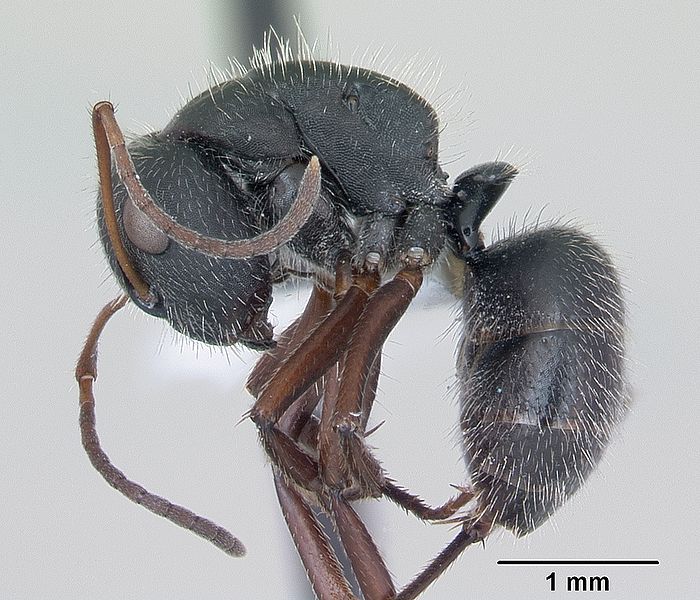 File:Camponotus crassus casent0173407 profile 1.jpg