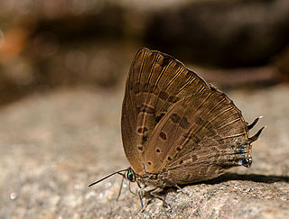 <i>Arhopala alea</i> Species of butterfly