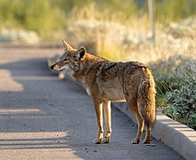 Canis latrans 2CCE92F2-4FC1-49EF-A7F3-29129CB07E64 (51551287830).jpg