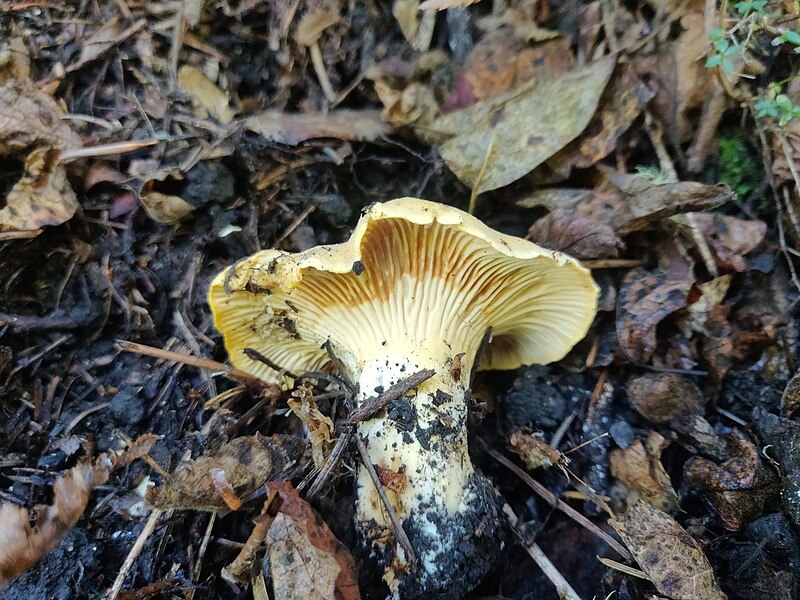 File:Cantharellus californicus 331290524.jpg