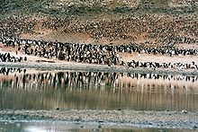 Adelie penguins at Cape Adare Cape adere.JPG