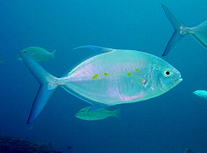 Llista De Peixos De La Mar Roja