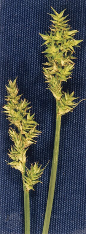 Descrizione dell'immagine Carex arcta NRCS-1.jpg.