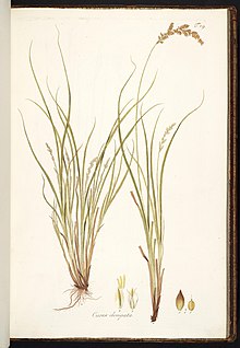 =Botanical illustration Carex elongata illustration (01).jpg