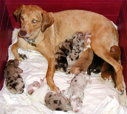 american leopard hound colors