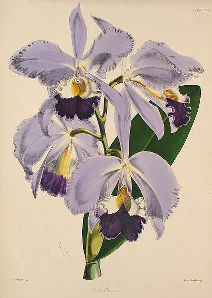 File:Cattleya warneri - Warner, Williams - Select orch. plants 1, pl. 8 (1862-1865).jpg