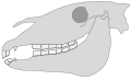 A caudal hook is characterized by the posterior molar developing a growth which overhangs and “hooks” around the adjacent tooth. This diagram depicts a caudal hook on the lower last molar, however the upper last molar can also develop a caudal hook.