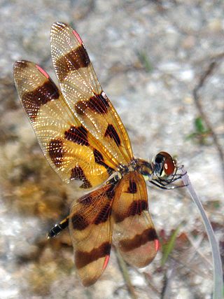 <i>Celithemis</i> Genus of dragonflies