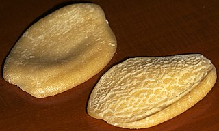 <i>Cencioni</i> Type of pasta