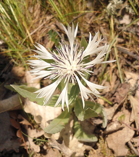 File:Centaurea thirkei 2.jpg