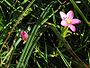 Centaurium littorale (Strandduizend guldenkruid)