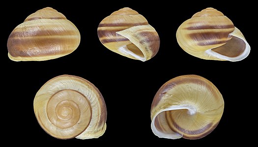 Cepaea hortensis var. lutea lutescens fasciata :[:345]