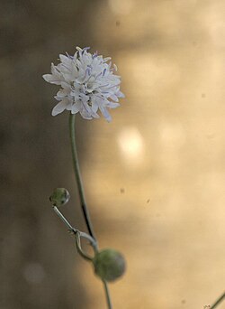 Nappikirahvinkukka (Cephalaria joppensis)