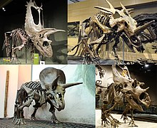 Ceratopsidae Diversity.jpg