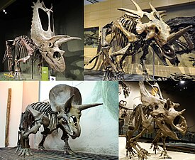 Сверху: титаноцератопс, стиракозавр;
Снизу: трицератопс, Utahceratops