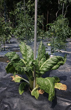 Chards growing in a garden.